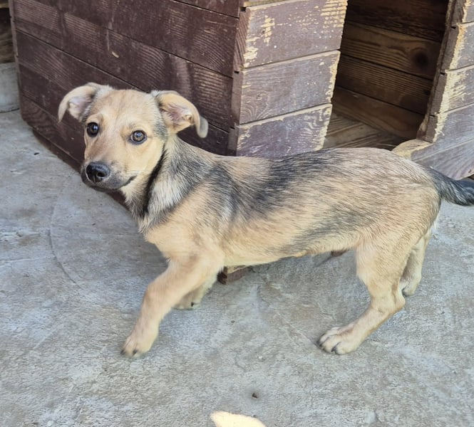 Junger Rüde 175632 sucht seine Menschen