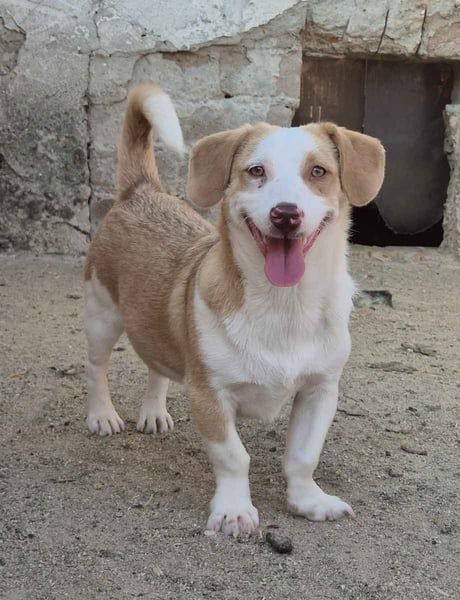 ⭐️FINN⭐️, niedlicher Rüde, 1 Jahr, 34cm, Mischling, Tierschutz