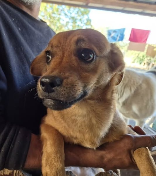 Junger Rüde 175631 stellt sich vor