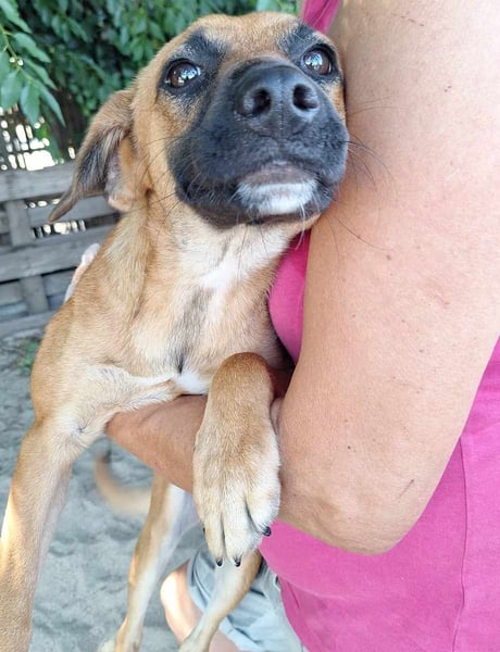 ⭐️OLLI⭐️, Rüde, 9 Monate, 30 cm, Mischling, Tierschutz