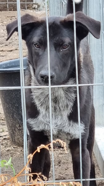 ⭐️SMOKY⭐️, Rüde, 6 Monate, 37 cm, Mischling, Tierschutz