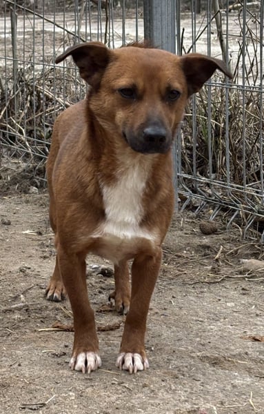 ⭐️Gin⭐️, niedlicher Mini, Rüde, 2,5 Jahre, 29 cm, Mischling, Tierschutz