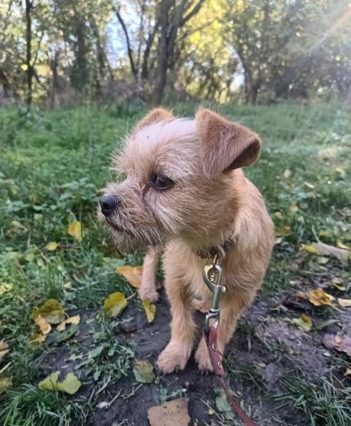 Ruby Tierschutzhund sucht ein Zuhause