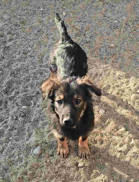 ⭐️YOLANDA⭐️, Hündin, 5 Monate, 25 cm, Mischling, Tierschutz