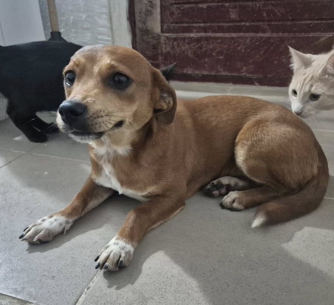 Junge Hündin 175633 sucht ihre Familie