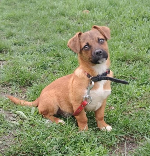 Peter Tierschutzhund sucht ein Zuhause