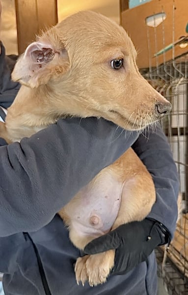 BARKLEY, Rüde, 4 Monate, aktuell 24cm, Mischling, Tierschutz