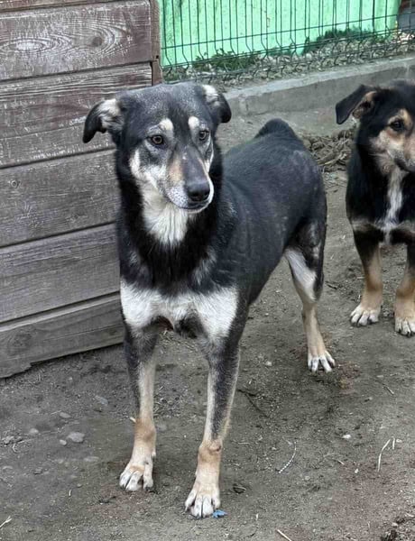 ⭐️ONYA⭐️, Hündin, 2,5 Jahre, 40 cm, Mischling, Tierschutz