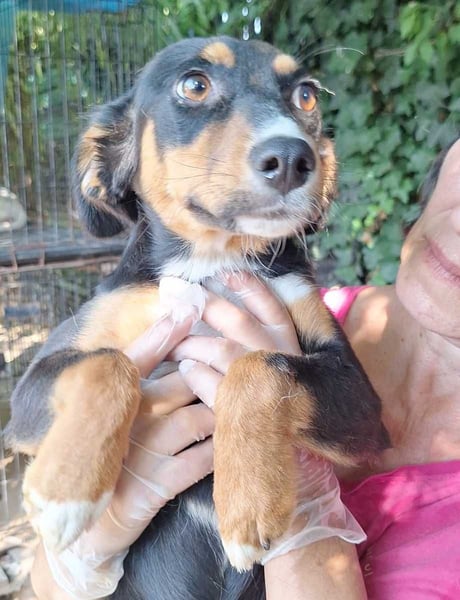 ⭐️ONA⭐️, Hündin, 9 Monate, 32 cm, Mischling, Tierschutz