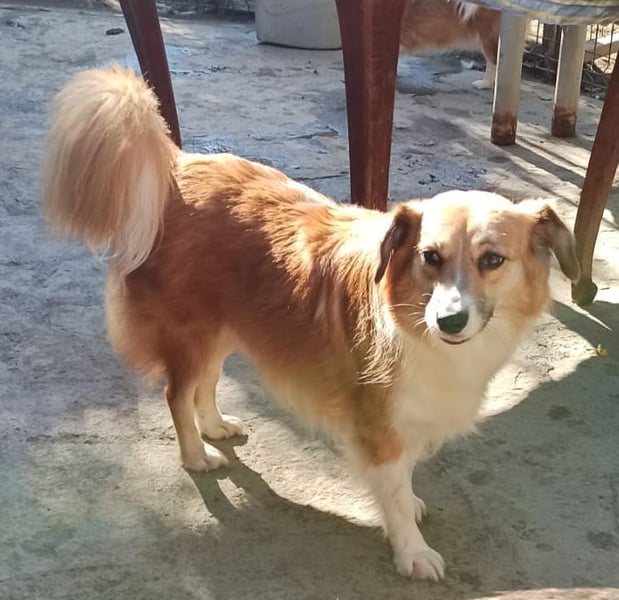 ⭐️FUMI⭐️, kleine Schönheit, 6 Jahre, 40 cm, Mischling, Tierschutz