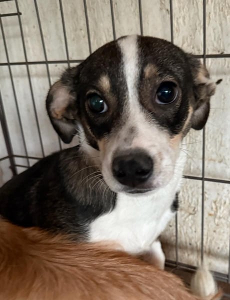 ⭐️LOONA⭐️, Hündin, 6 Monate, 26 cm, Mischling, Tierschutz