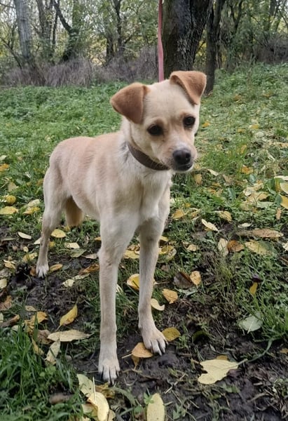 Goldi Tierschutzhund sucht ein Zuhause