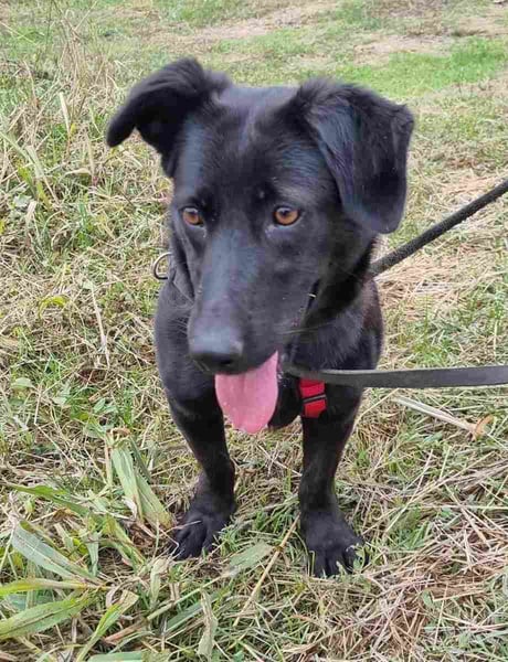 ⭐️MARIUCA⭐️, Hündin, 2,5 Jahre, 37 cm, Mischling, Tierschutz