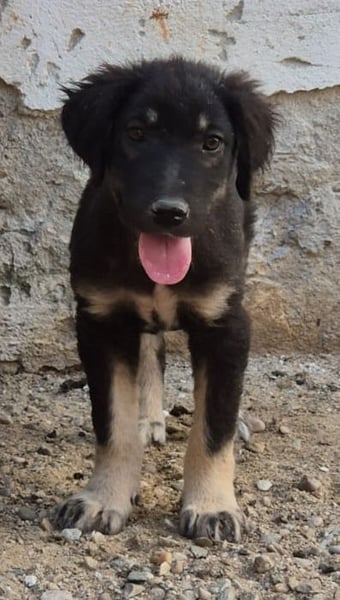 ⭐️DATA⭐️, zaghaftes Hundekind, Hündin, 6 Monate, bis 50 cm ausgew., Mischling, Tierschutz