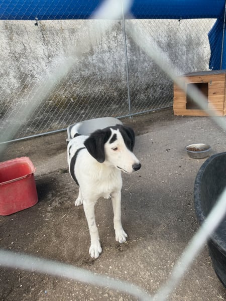 ⭐️SNOOPY⭐️, Rüde, 6 Monate, 25 cm, Mischling, Tierschutz