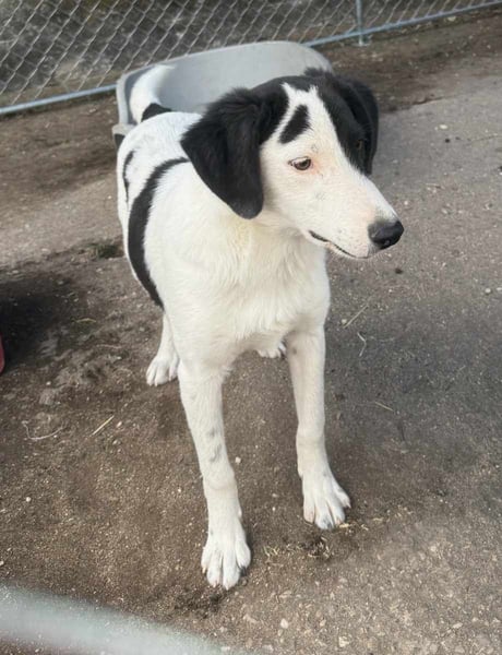 ⭐️SNOOPY⭐️, Rüde, 7 Monate, 37 cm, Mischling, Tierschutz