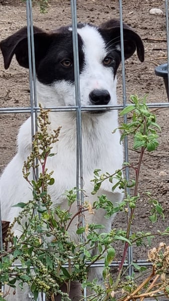 ⭐️SNOW⭐️, Rüde, 6 Monate, 37 cm, Mischling, Tierschutz