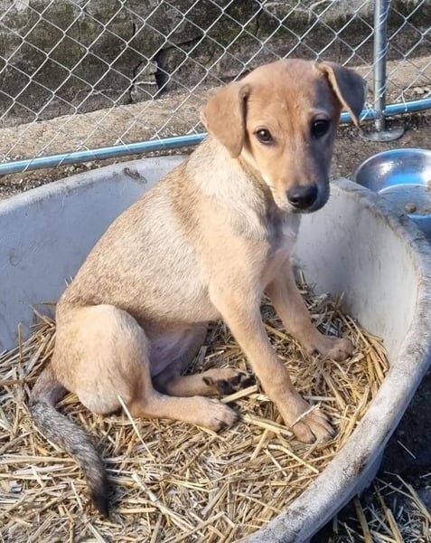 ⭐️ELVA⭐️, neugieriges Welpenmädchen, Hündin, 2 Monate, 25 cm, Mischling, Tierschutz