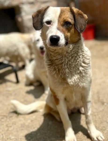 ⭐️FINA⭐️, Hündin, 2,5 Jahre, 40 cm, Mischling, Tierschutz