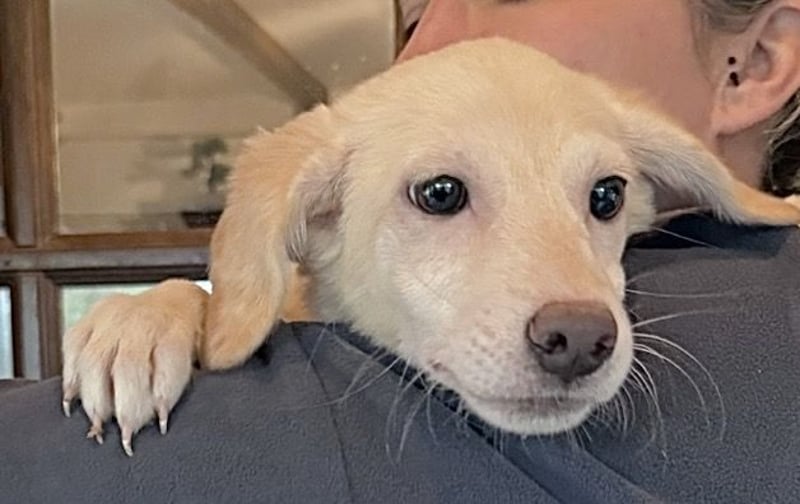 BEA, Hündin, 4 Monate, aktuell 24cm, Mischling, Tierschutz