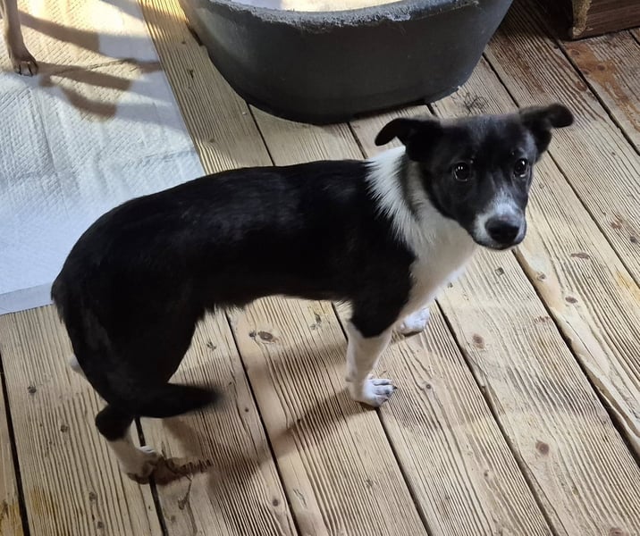 Junger Rüde 175634 sucht sein eigenes Zuhause