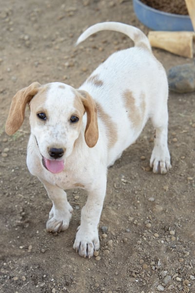 Pablo – Ein kleiner Held sucht Zuhause