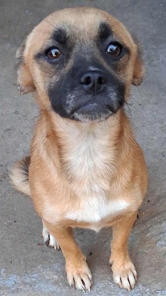 BILCA - ein kleiner Hund sucht das große Glück