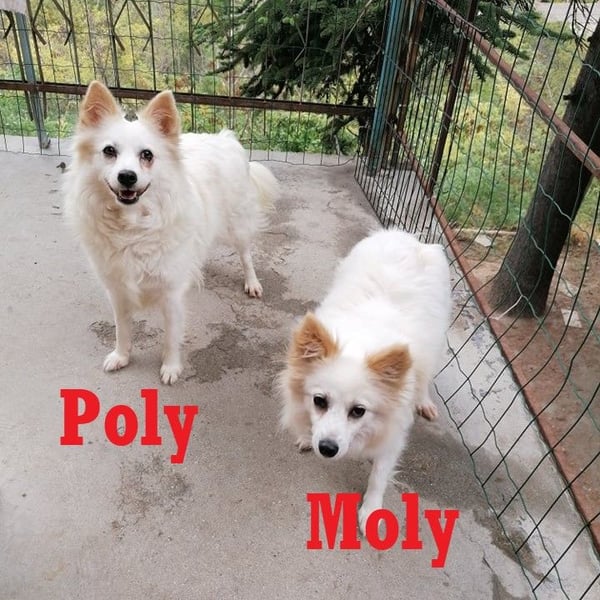 POLY + MOLY ❤  Warten in 53902 Bad Münstereifel auf Dich