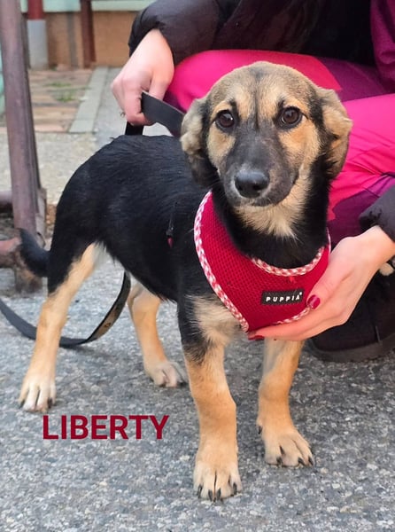 Liberty - kleines Hundemädchen sucht ihre Menschen