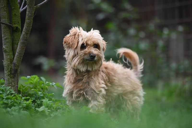 Berty, kleiner Rüde sucht Kuschelkörbchen für immer