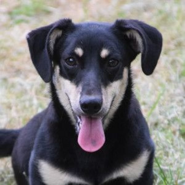 Esther - kleine, lebensfrohe, lustige Hündin