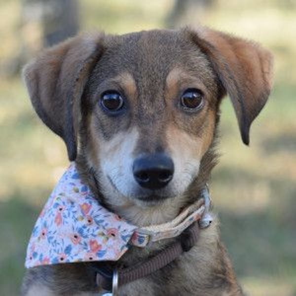 Biene - freundlich & lieb, anfangs etwas schüchtern