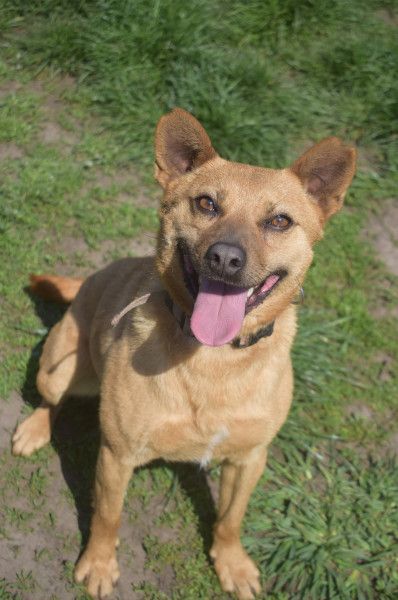 Kesu - nette  Hündin die alles richtig machen möchte, läuft super an der Leine