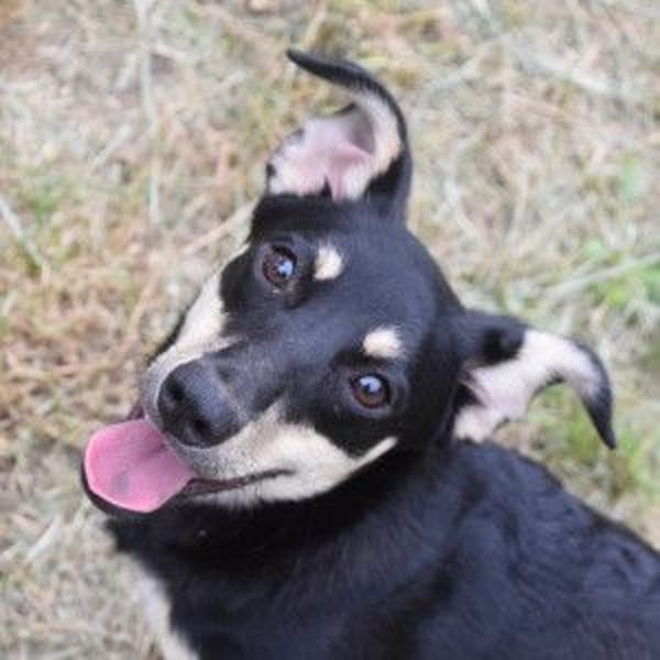 Sylvia - ist eine kleine lebensfrohe Hündin die noch etwas schüchtern ist