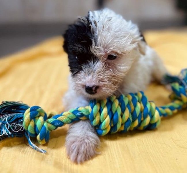 Zauberhaftes Welpenmädchen Milka sucht ihre Familie