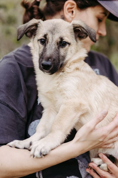 Jungrüde Urmel sucht seine Menschen