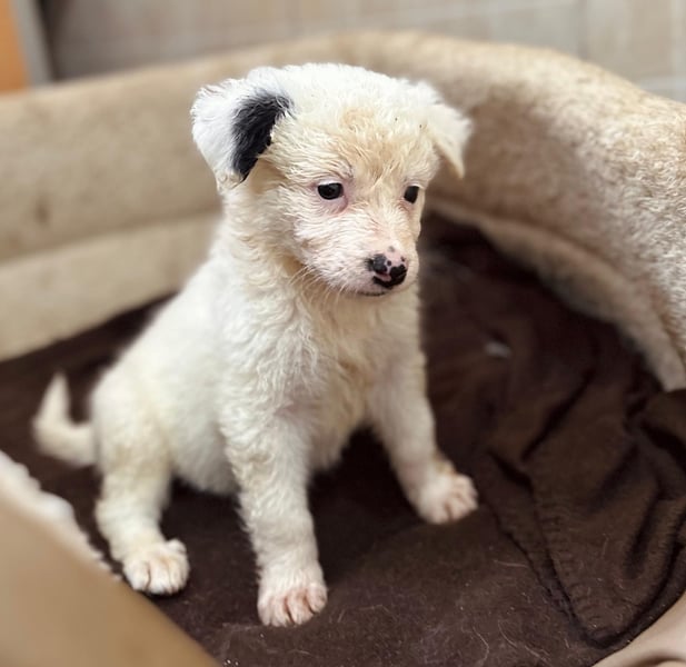 zuckersüßes Welpenmädchen Mucki