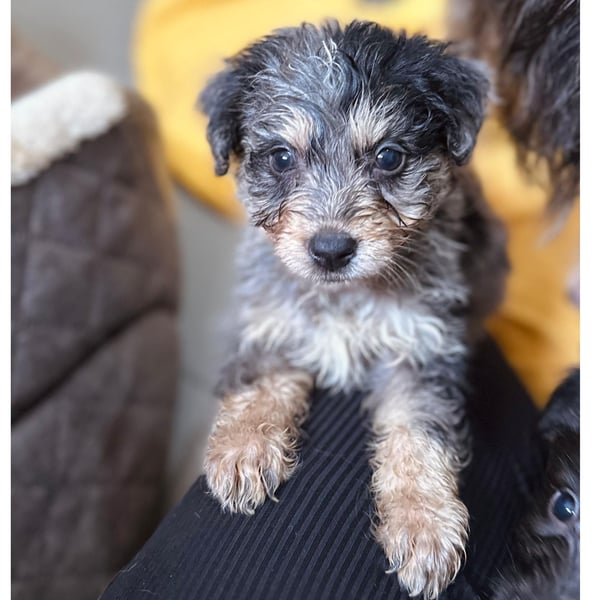 Unser toller Marmor sucht seine Familie