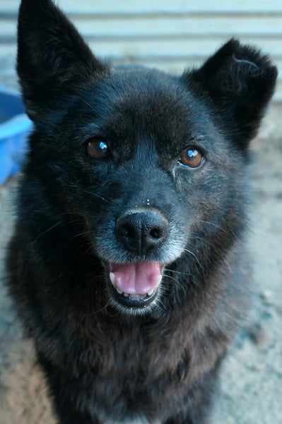 Carrie sucht ihre Menschen