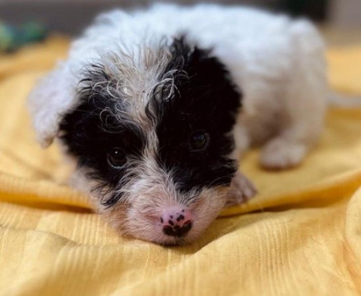 Zauberhafter Welpe Matti sucht seine Familie