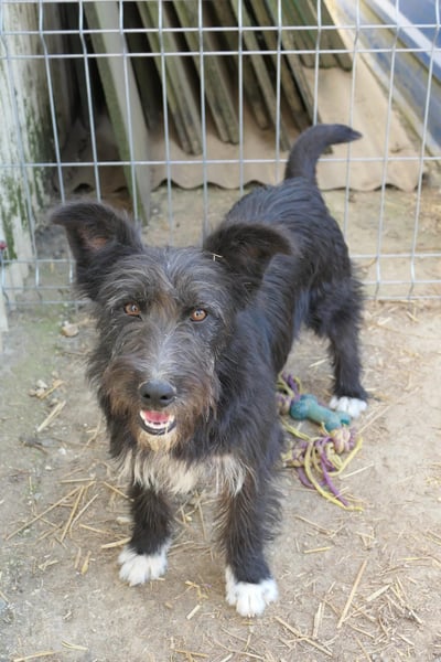 Susi verschmuste Junghündin sucht ihr Zuhause