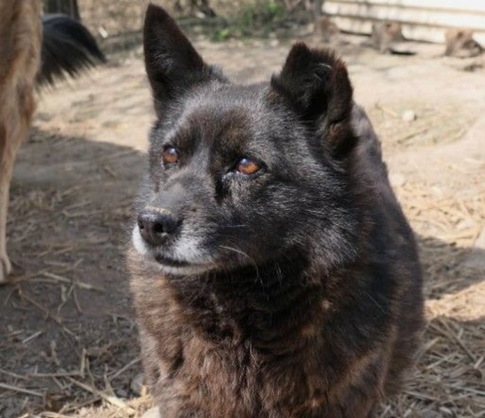 Kleine, süße Carrie sucht ihre Menschen