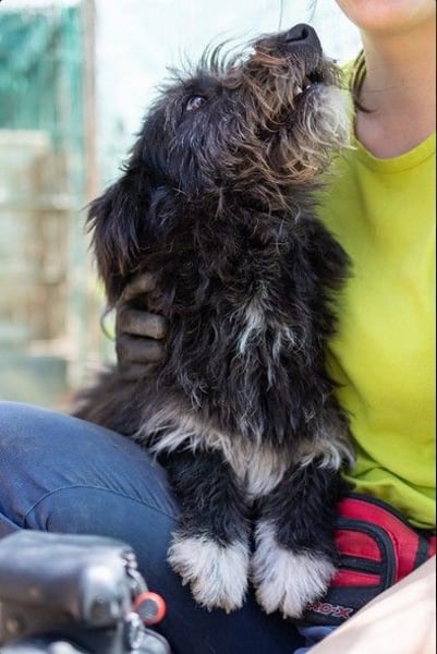 Susi - süßer Fussel sucht