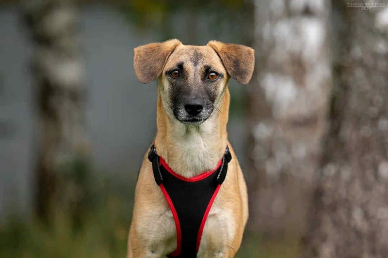 Fröhliche Lika sucht liebevolles Zuhause