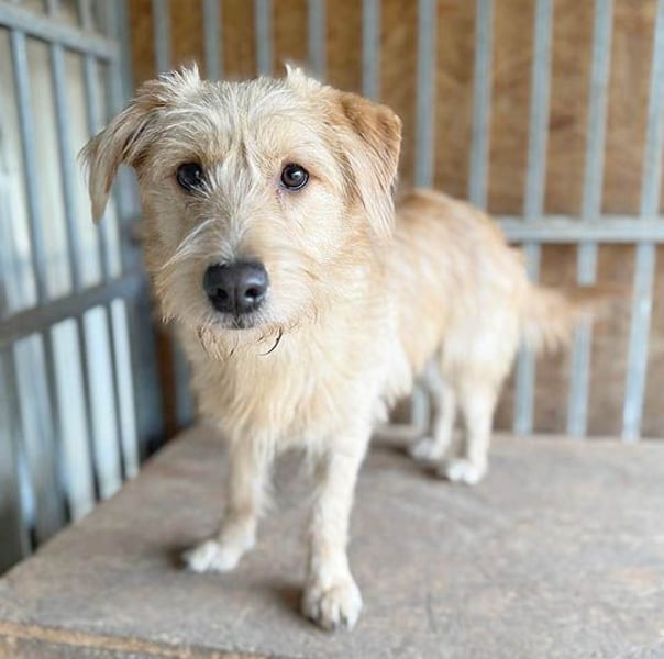 süße Struppi-Hündin PALMA - 10 Monate, 36cm