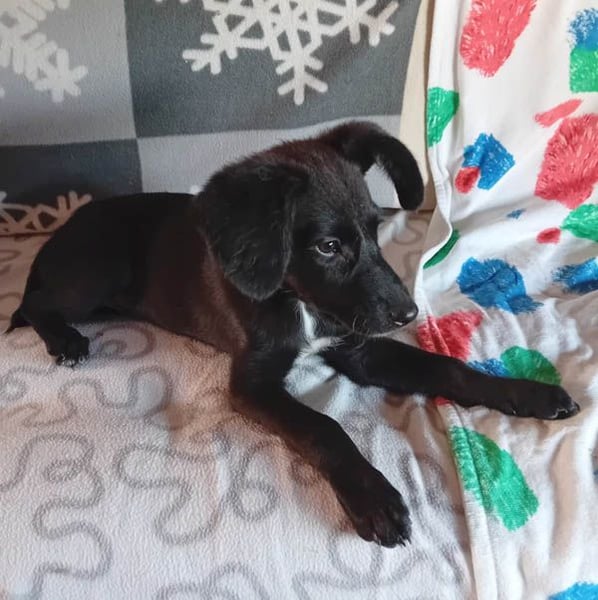 süßer kleiner Lausbub KNUFFEL - 5 Monate, 37cm/7,5kg - Mischling