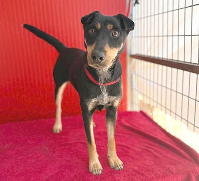 lebenslustige MANKA - 1,5 Jahre, 40cm/10kg - Mischling