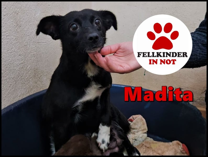 süße kleine Mischlings Hündin Madita sucht ihre Familie