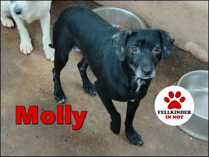schüchterne Mischlings-Hündin Molly sucht ein Zuhause oder Pflegestelle