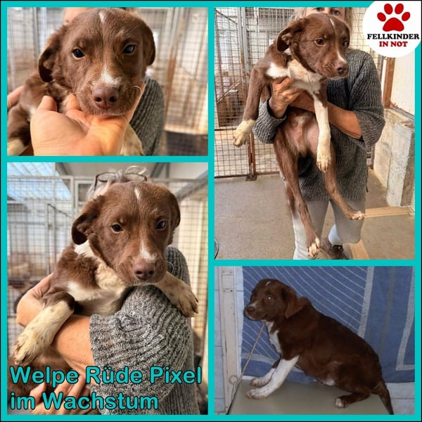 junger Welpe Mischlings-Rüde Pixel sucht eine Familie
